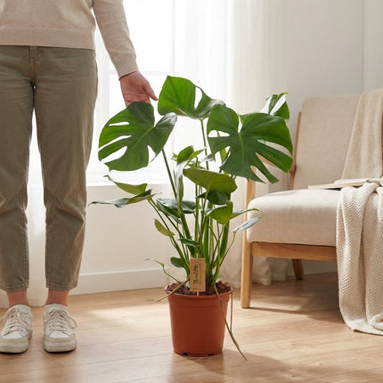 Monstera Deliciosa P21 - Ø21cm - ↕60cm – formaat indicatie 60cm