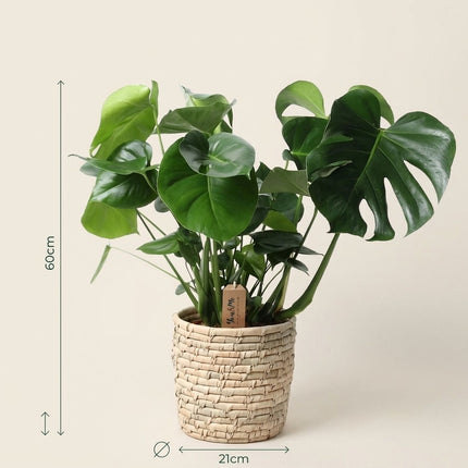 Monstera Deliciosa in Basket Palmleaf - Ø21cm - ↕60cm – afmetingen 60cm hoog, 21cm diameter