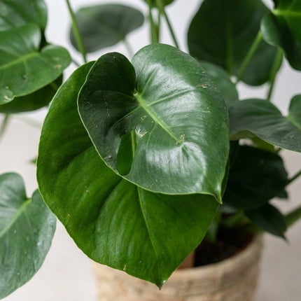 Monstera Deliciosa in Basket Palmleaf - Ø21cm - ↕60cm – close-up bladtextuur