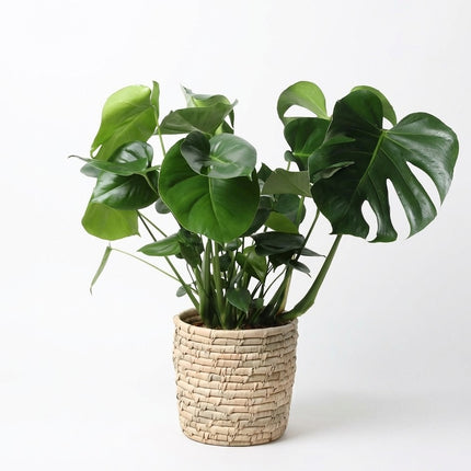 Monstera Deliciosa in Basket Palmleaf - Ø21cm - ↕60cm – kamerplant op witte achtergrond