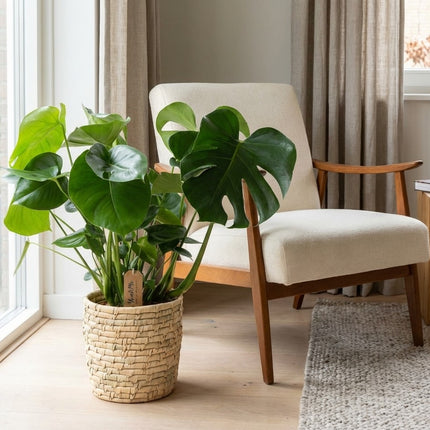 Monstera Deliciosa in Basket Palmleaf - Ø21cm - ↕60cm – formaat indicatie 60cm