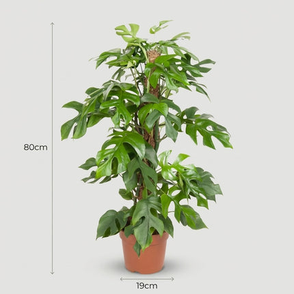 Monstera Minima - Ø19cm - ↕80cm – afmetingen 80cm hoog, 19cm diameter