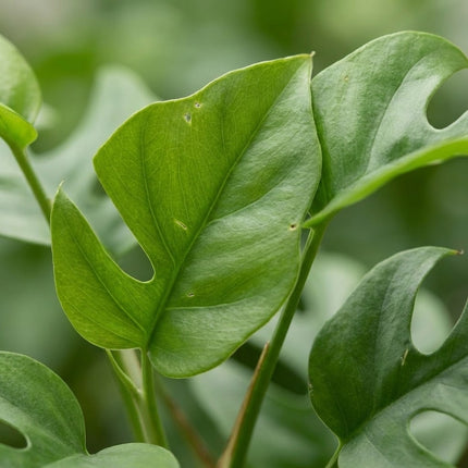 Monstera Minima - Ø19cm - ↕80cm – close-up bladtextuur