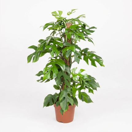 Monstera Minima - Ø19cm - ↕80cm – kamerplant op witte achtergrond
