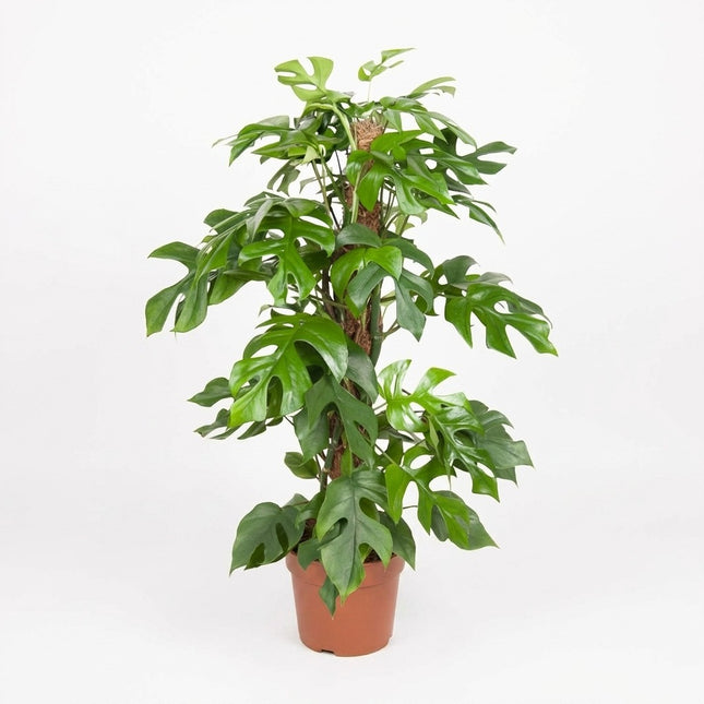 Monstera Minima - Ø19cm - ↕80cm – kamerplant op witte achtergrond