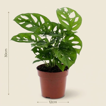 Monstera Monkey Leaf - Gatenplant - Ø12cm - ↕30cm – afmetingen 30cm hoog, 12cm diameter