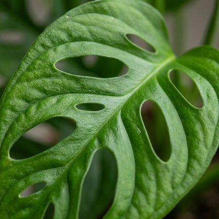 Monstera Monkey Leaf - Gatenplant - Ø12cm - ↕30cm – close-up bladtextuur