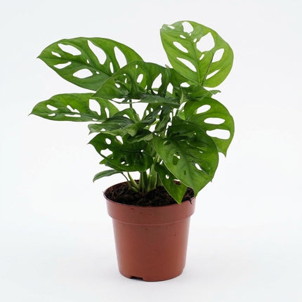 Monstera Monkey Leaf - Gatenplant - Ø12cm - ↕30cm – kamerplant op witte achtergrond