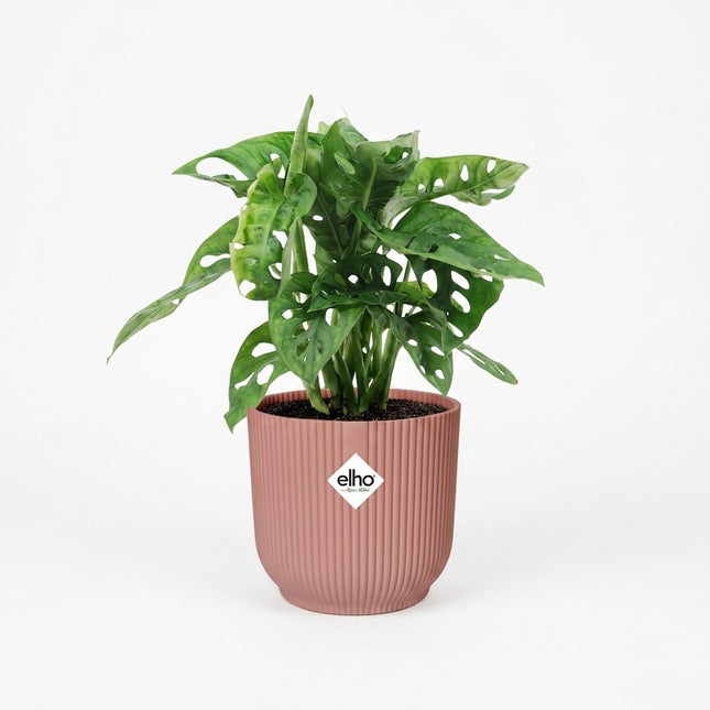 Monstera 'Monkey Leaf' in ELHO Vibes Fold 14cm roze – kamerplant op witte achtergrond