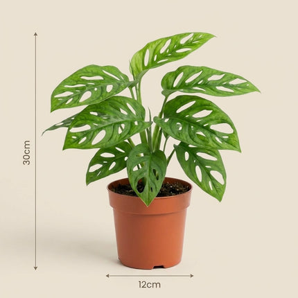 Monstera Monkey - Ø12cm - ↕30cm – afmetingen 30cm hoog, 12cm diameter
