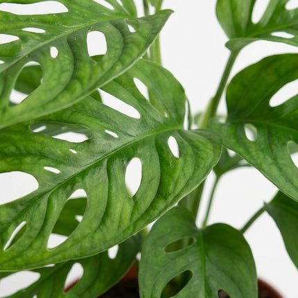 Monstera Monkey - Ø12cm - ↕30cm – close-up bladtextuur