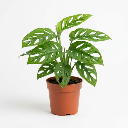 Monstera Monkey - Ø12cm - ↕30cm – kamerplant op witte achtergrond