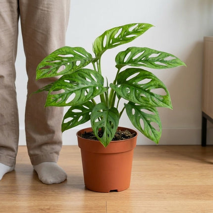 Monstera Monkey - Ø12cm - ↕30cm – formaat indicatie 30cm