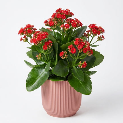 Kalanchoë Rood in ELHO Vibes Fold 14cm roze - Moederdagcadeau – kamerplant op witte achtergrond