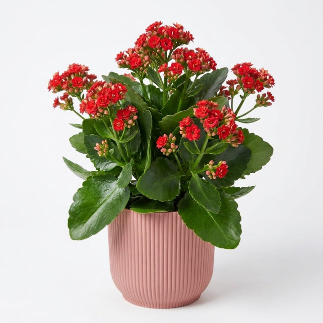 Kalanchoë Rood in ELHO Vibes Fold 14cm roze - Moederdagcadeau – kamerplant op witte achtergrond