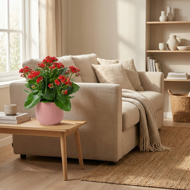 Kalanchoë Rood in ELHO Vibes Fold 14cm roze - Moederdagcadeau – gestyled in woonkamer interieur