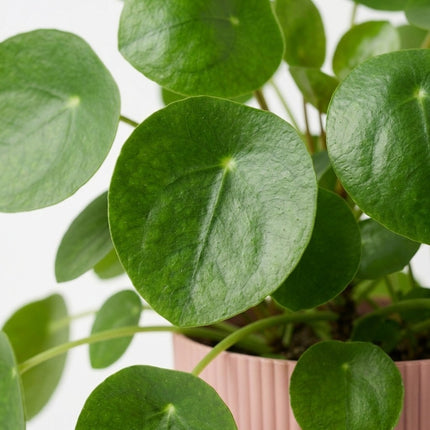 Pilea Peperomioides in ELHO Vibes Fold 14cm roze - Moederdagcadeau – close-up bladtextuur