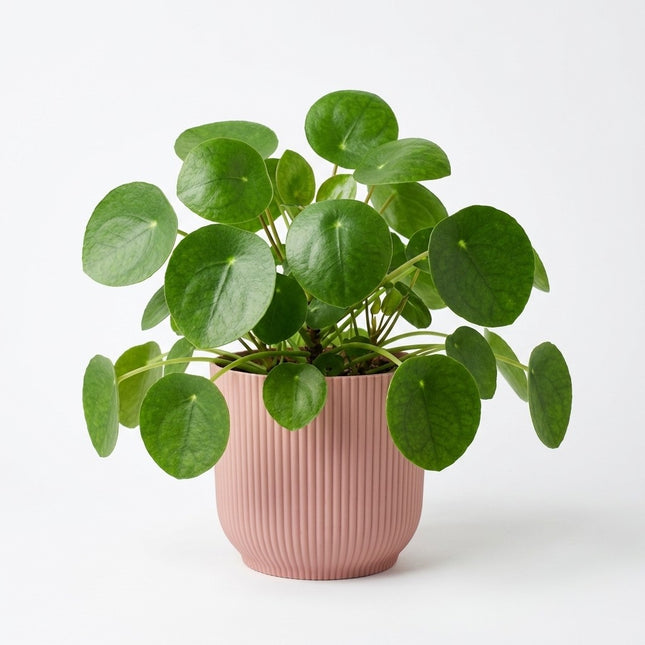 Pilea Peperomioides in ELHO Vibes Fold 14cm roze - Moederdagcadeau – kamerplant op witte achtergrond