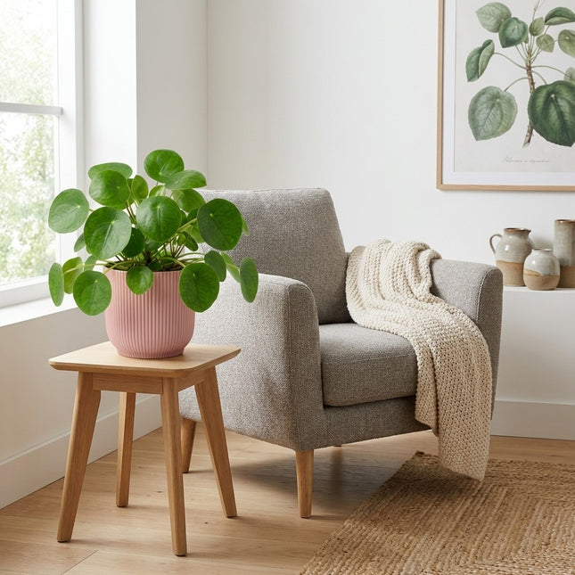Pilea Peperomioides in ELHO Vibes Fold 14cm roze - Moederdagcadeau – gestyled in woonkamer interieur