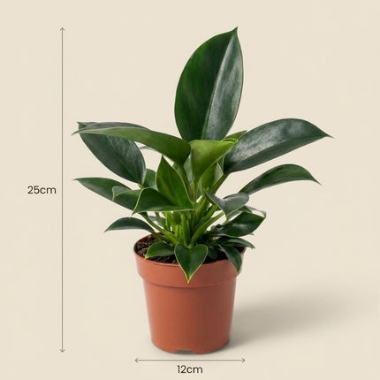 Philodendron Green Princess - Ø12cm - ↕25cm – afmetingen 25cm hoog, 12cm diameter