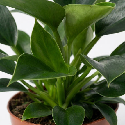 Philodendron Green Princess - Ø12cm - ↕25cm – close-up bladtextuur
