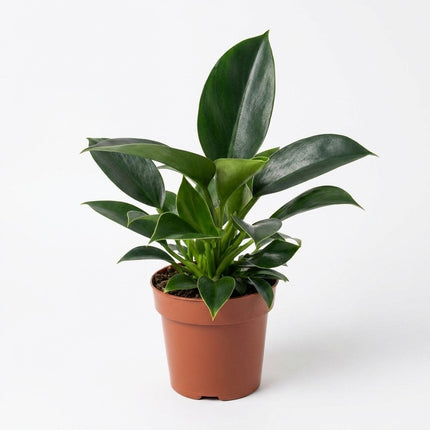 Philodendron Green Princess - Ø12cm - ↕25cm – kamerplant op witte achtergrond