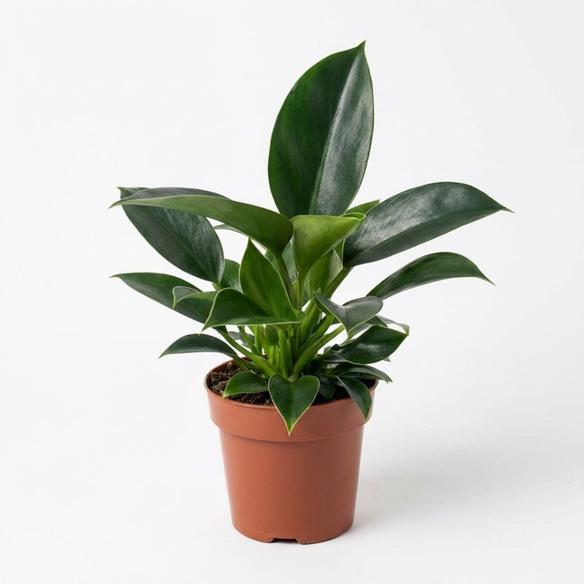 Philodendron Green Princess - Ø12cm - ↕25cm – kamerplant op witte achtergrond