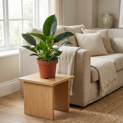 Philodendron Green Princess - Ø12cm - ↕25cm – gestyled in woonkamer interieur