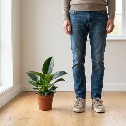 Philodendron Green Princess - Ø12cm - ↕25cm – formaat indicatie 25cm