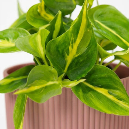 Philodendron Scandens Brasil in ELHO Vibes Fold 14cm roze – close-up bladtextuur