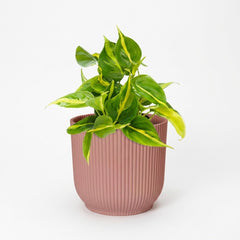Philodendron Scandens Brasil in ELHO Vibes Fold 14cm roze – kamerplant op witte achtergrond