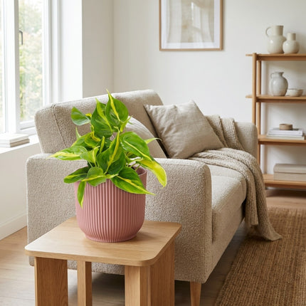 Philodendron Scandens Brasil in ELHO Vibes Fold 14cm roze – gestyled in woonkamer interieur