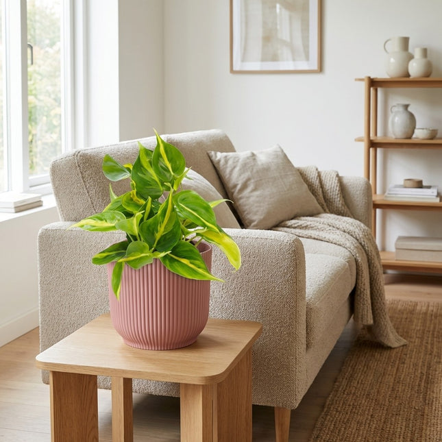 Philodendron Scandens Brasil in ELHO Vibes Fold 14cm roze – gestyled in woonkamer interieur