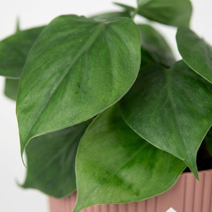 Philodendron Scandens in ELHO Vibes Fold 14cm roze – close-up bladtextuur