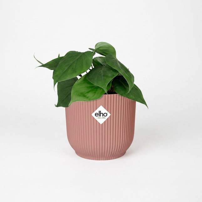 Philodendron Scandens in ELHO Vibes Fold 14cm roze – kamerplant op witte achtergrond