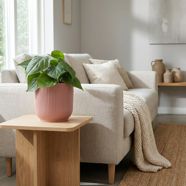 Philodendron Scandens in ELHO Vibes Fold 14cm roze – gestyled in woonkamer interieur