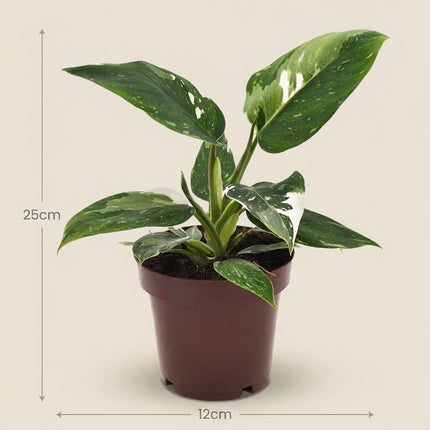 Philodendron White Princess - Ø12cm - ↕25cm – afmetingen 25cm hoog, 12cm diameter