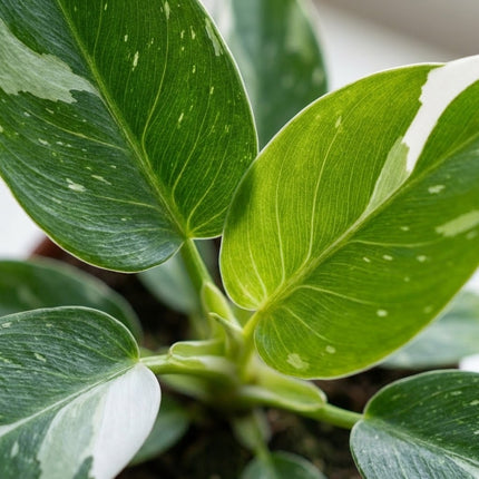 Philodendron White Princess - Ø12cm - ↕25cm – close-up bladtextuur