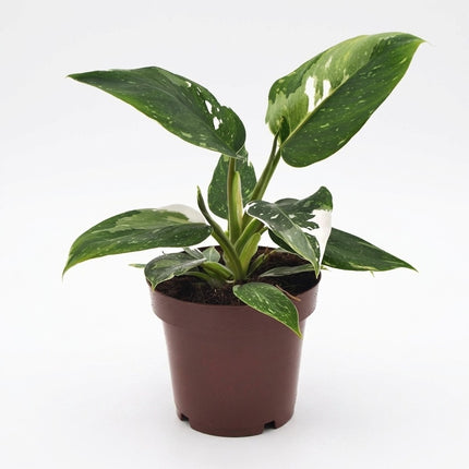 Philodendron White Princess - Ø12cm - ↕25cm – kamerplant op witte achtergrond