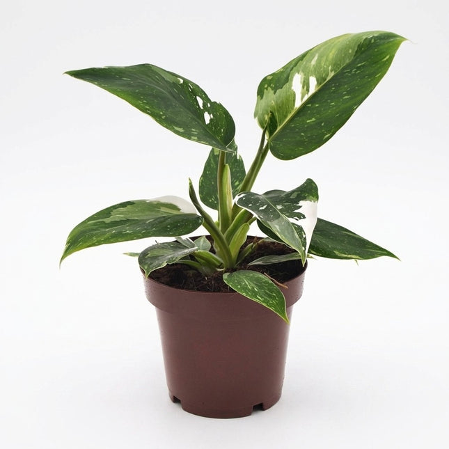 Philodendron White Princess - Ø12cm - ↕25cm – kamerplant op witte achtergrond