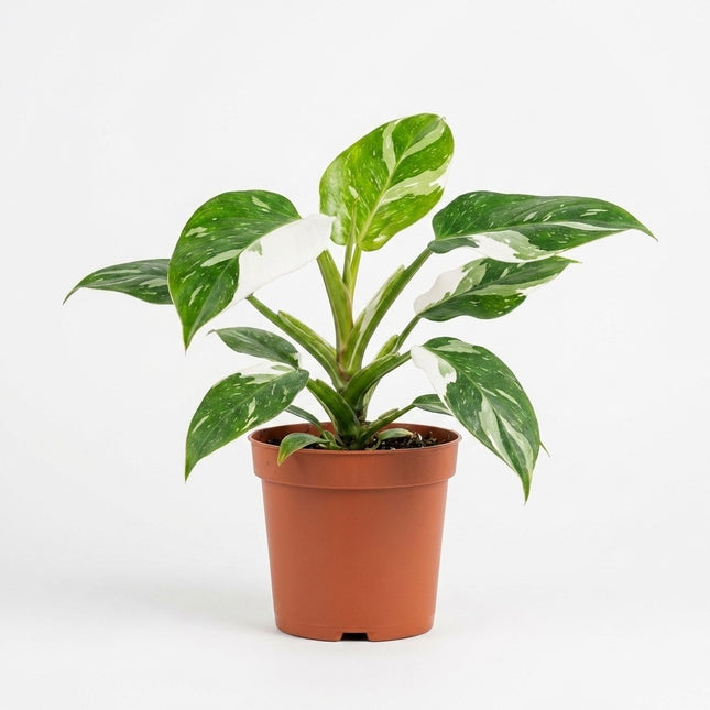 Philodendron White Princess - Ø12cm - ↕30cm – kamerplant op witte achtergrond