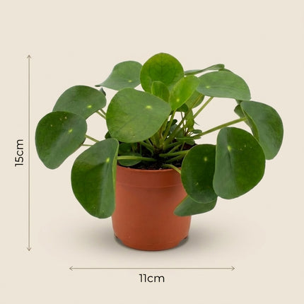 Pilea Peperomioides - Ø11cm - ↕15cm – afmetingen 15cm hoog, 11cm diameter