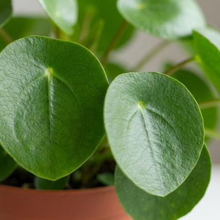 Pilea Peperomioides - Ø11cm - ↕15cm – close-up bladtextuur