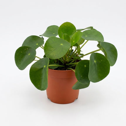 Pilea Peperomioides - Ø11cm - ↕15cm – kamerplant op witte achtergrond