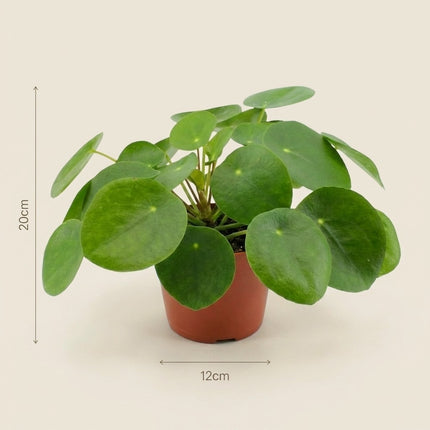 Pilea Peperomioides - Ø12cm - ↕20cm – afmetingen 20cm hoog, 12cm diameter
