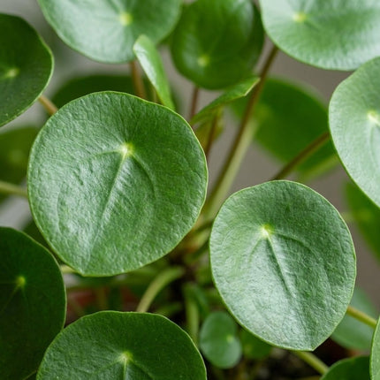 Pilea Peperomioides - Ø12cm - ↕20cm – close-up bladtextuur