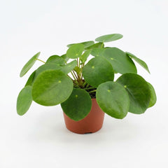 Pilea Peperomioides - Ø12cm - ↕20cm – kamerplant op witte achtergrond