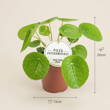 Pilea Peperomioides - Ø13cm - ↕20cm – afmetingen 20cm hoog, 13cm diameter