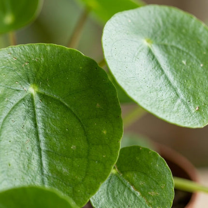 Pilea Peperomioides - Ø13cm - ↕20cm – close-up bladtextuur