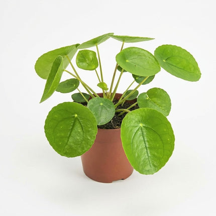 Pilea Peperomioides - Ø13cm - ↕20cm – kamerplant op witte achtergrond